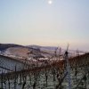 weinjahr-2021