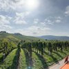 Weinlese